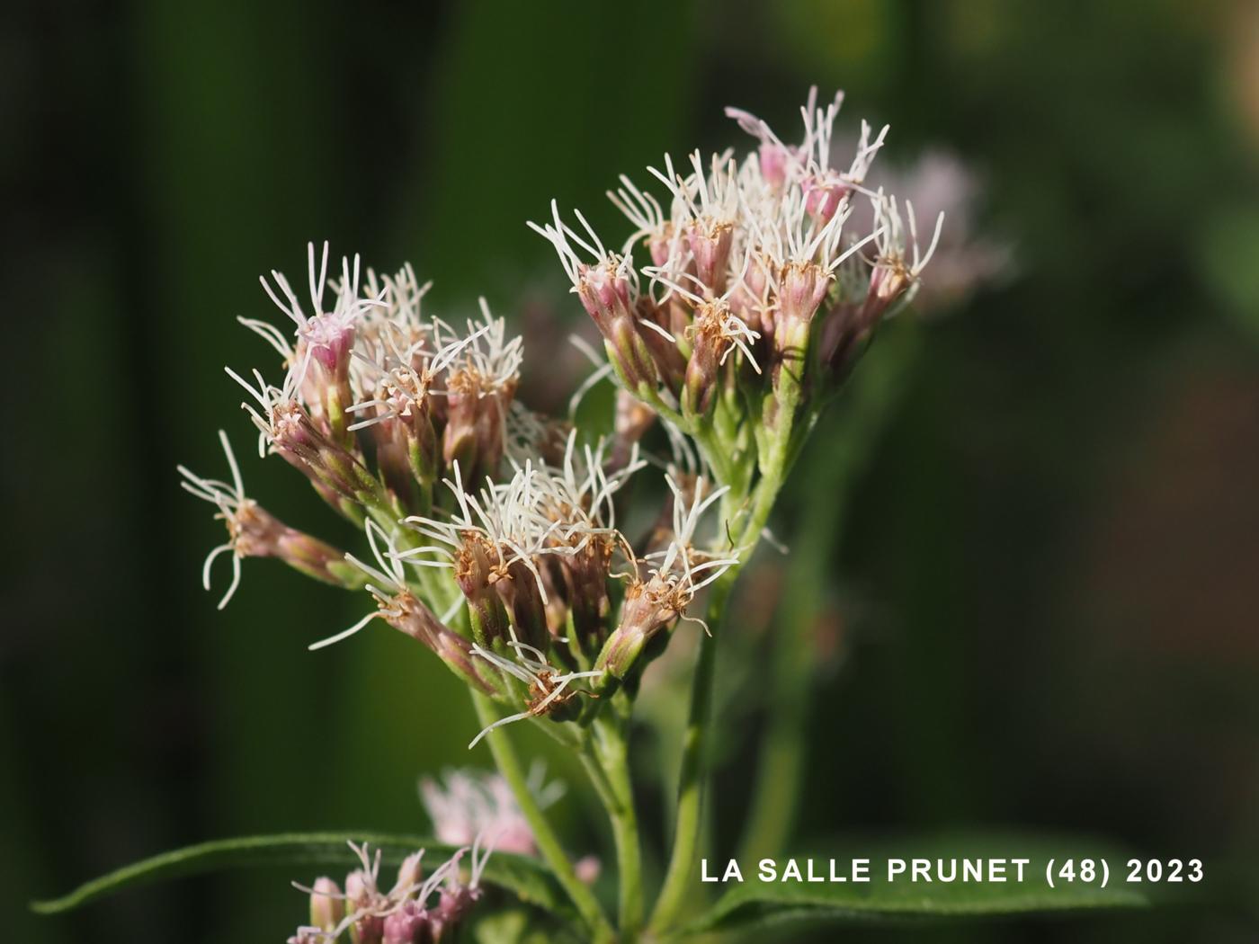 Hemp Agrimony flower